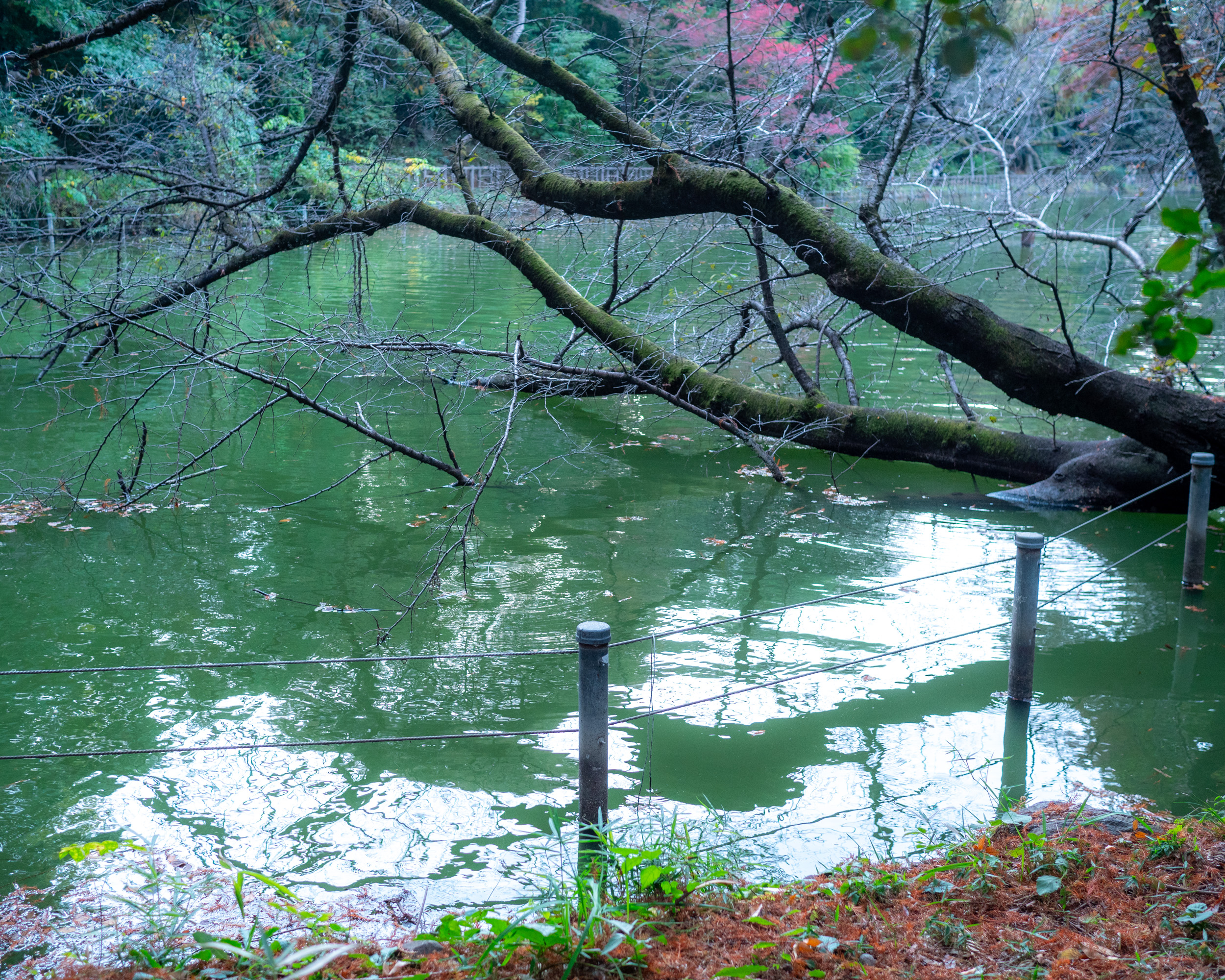 新作ブレス［静まる光］Untitled Blue カイヤナイト×ジリコテ