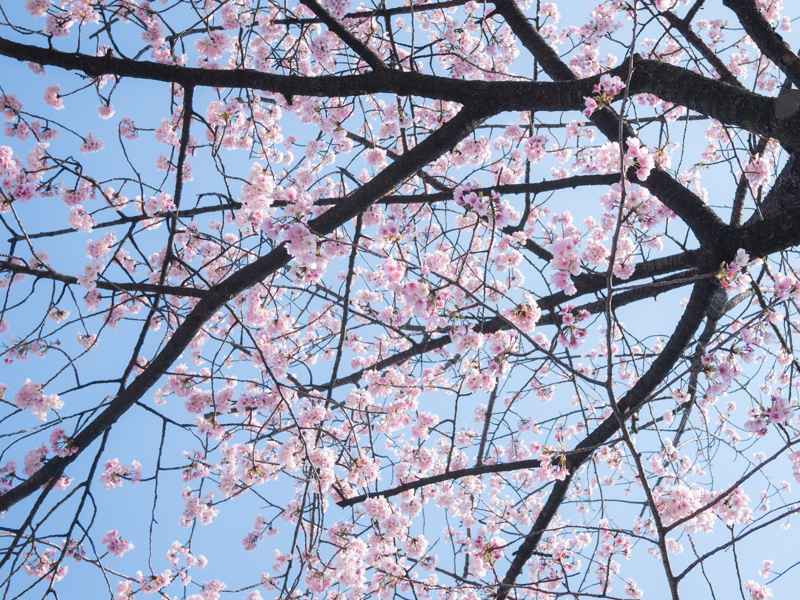 【日常】雑記／桜と貝