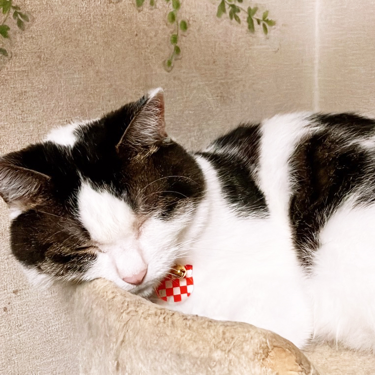 ねこチャーム＆ねこピアス　セットになって登場！