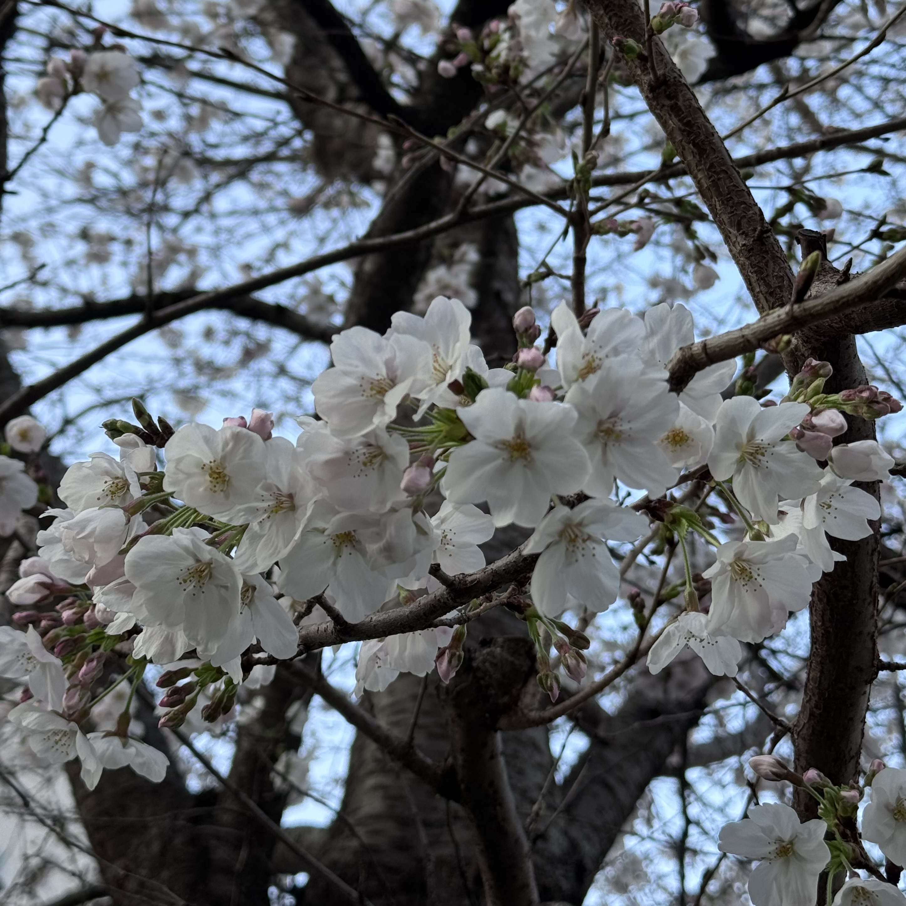 【オンラインショップのお知らせ】