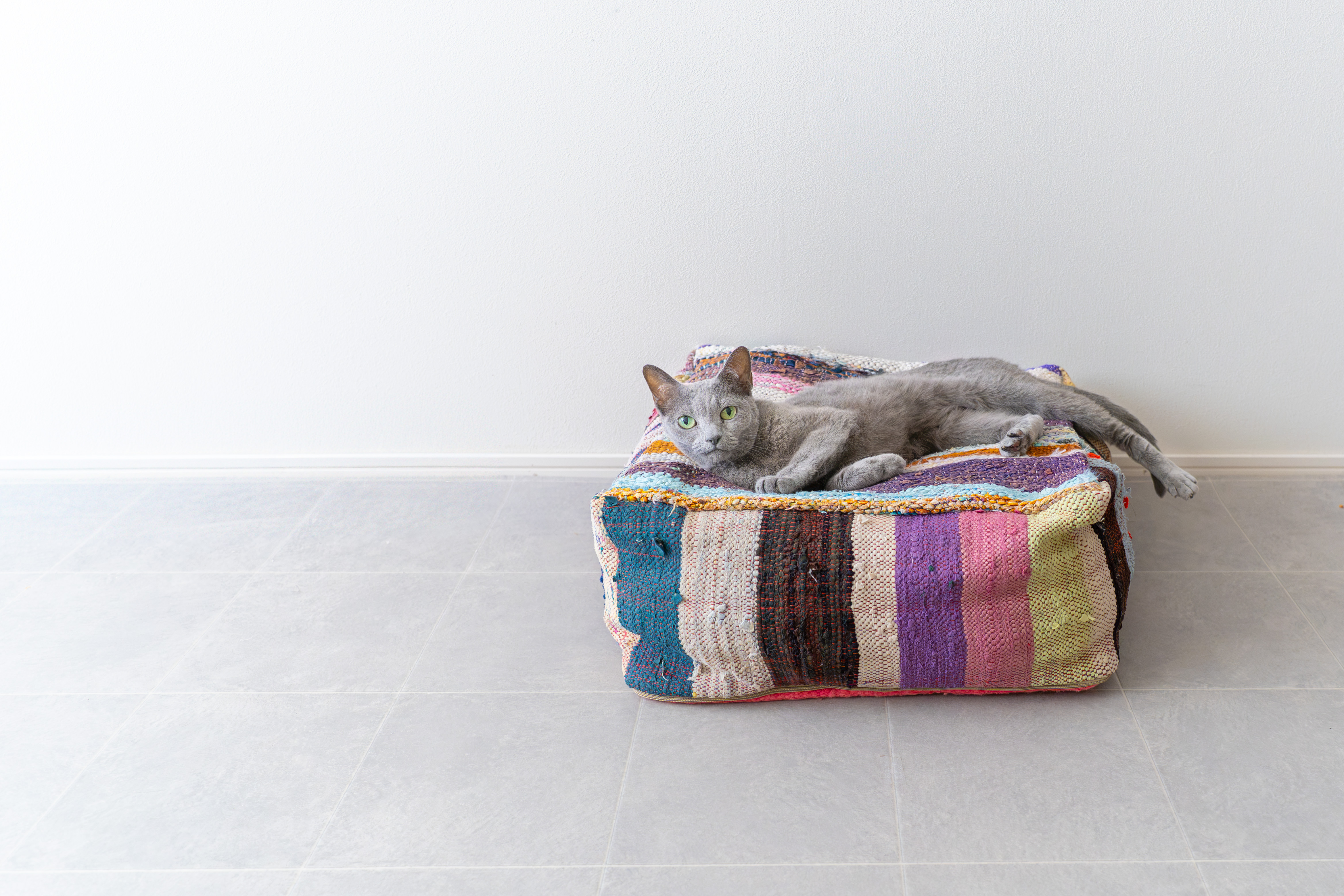 【新商品】猫と、秋の暮らしと、ヴィンテージプフ。心地よい季節に届く一点ものコレクション