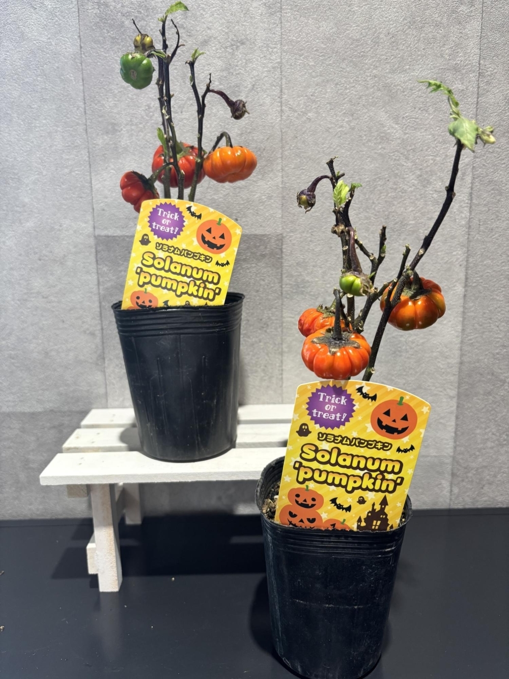 ハロウィン気分を盛り上げる!ソラナムパンプキン苗やソープフラワーで思い出作りを