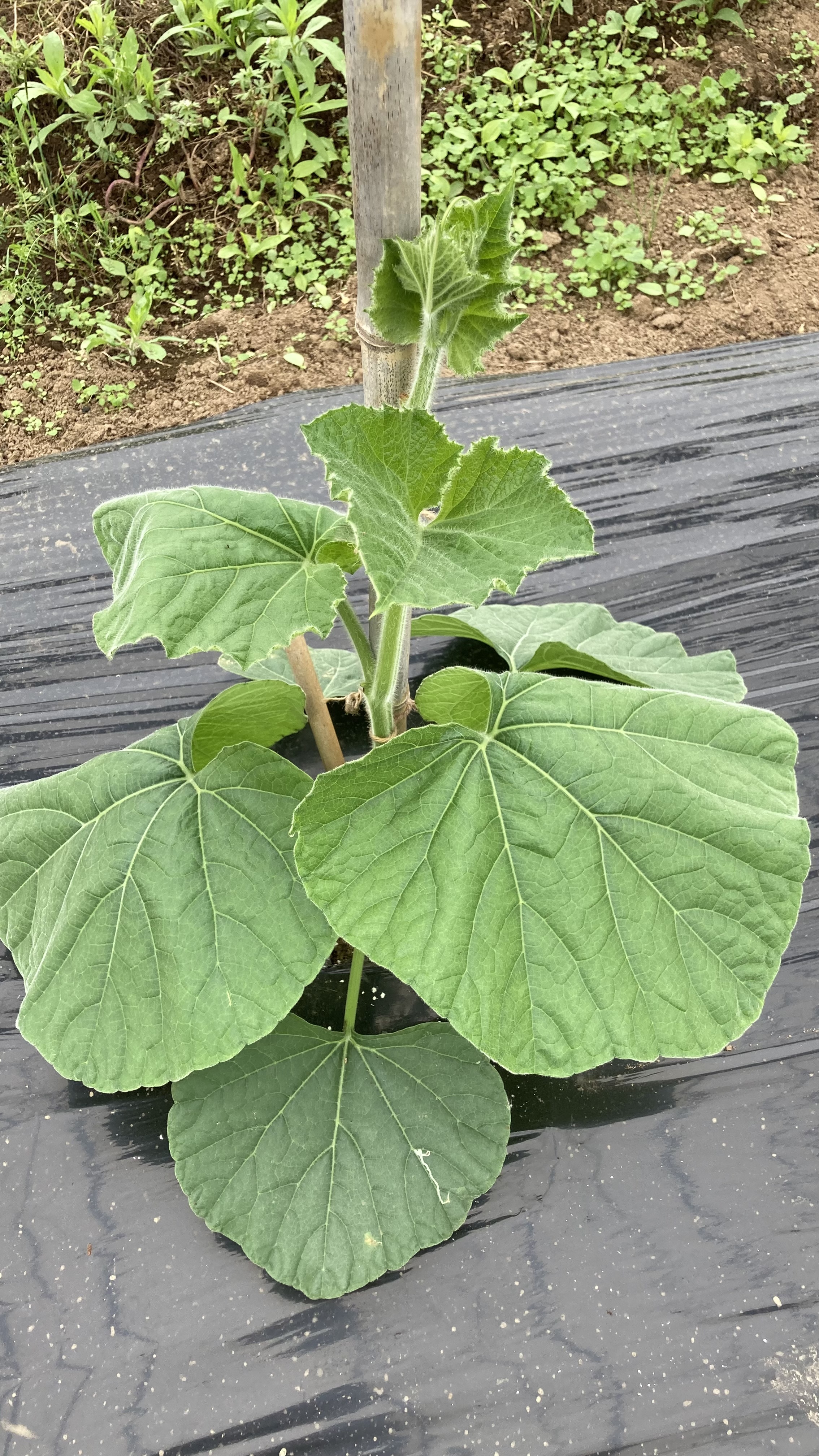 ひょうたんの苗少しずつ育っています。良い1日になりますように。