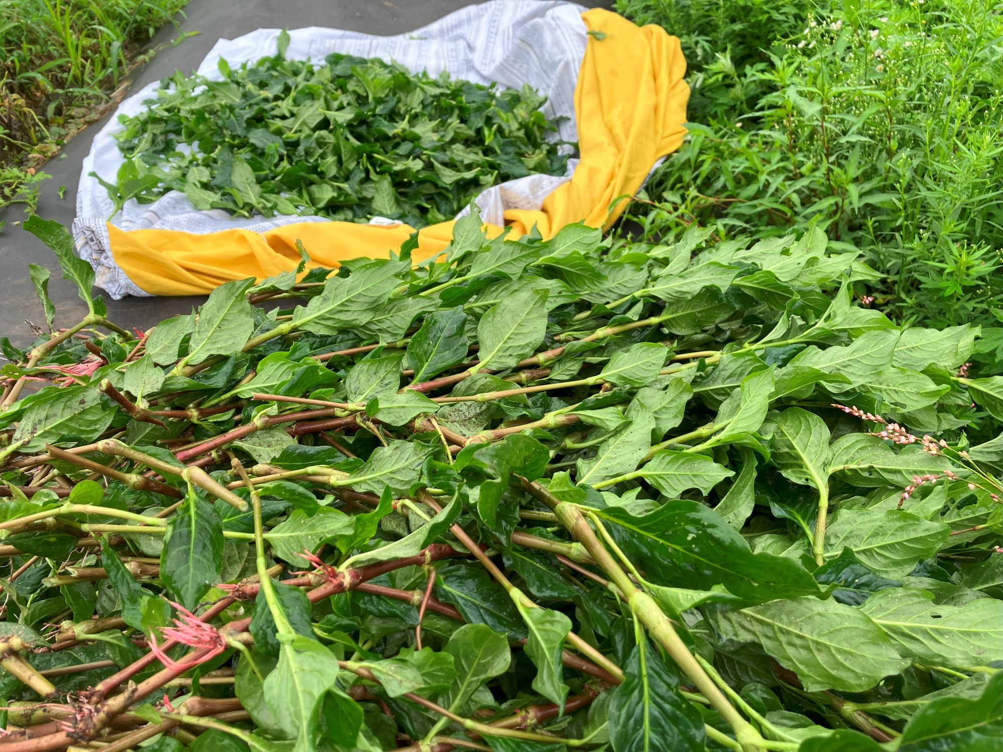 すくもづくり、その後