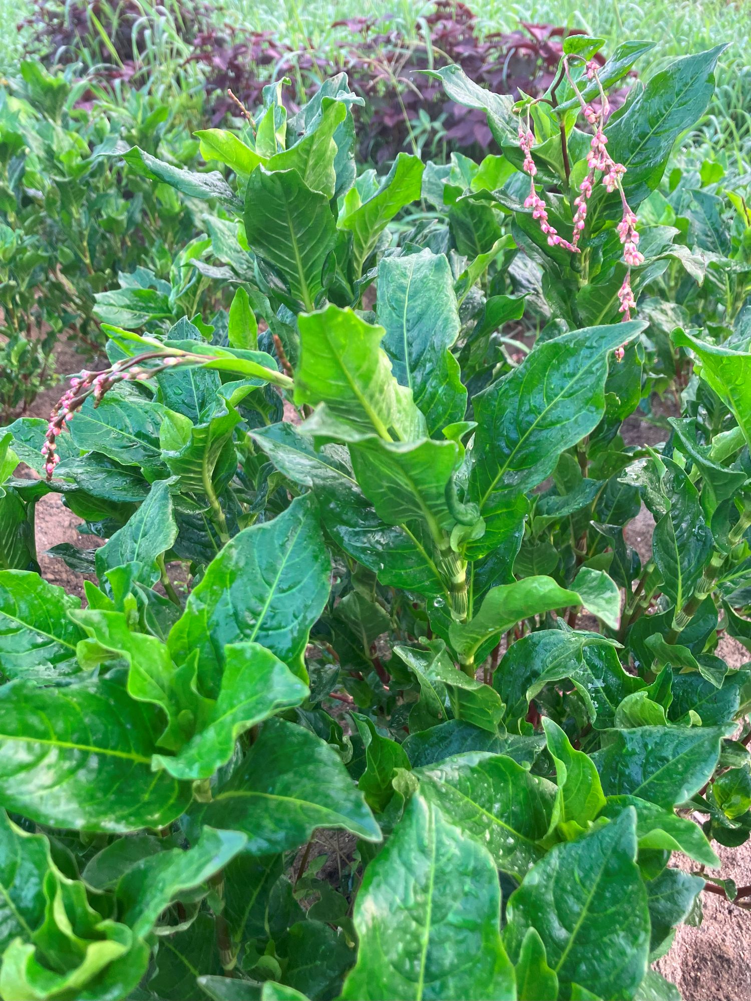 藍染染料づくり① ～刈取り・発酵～