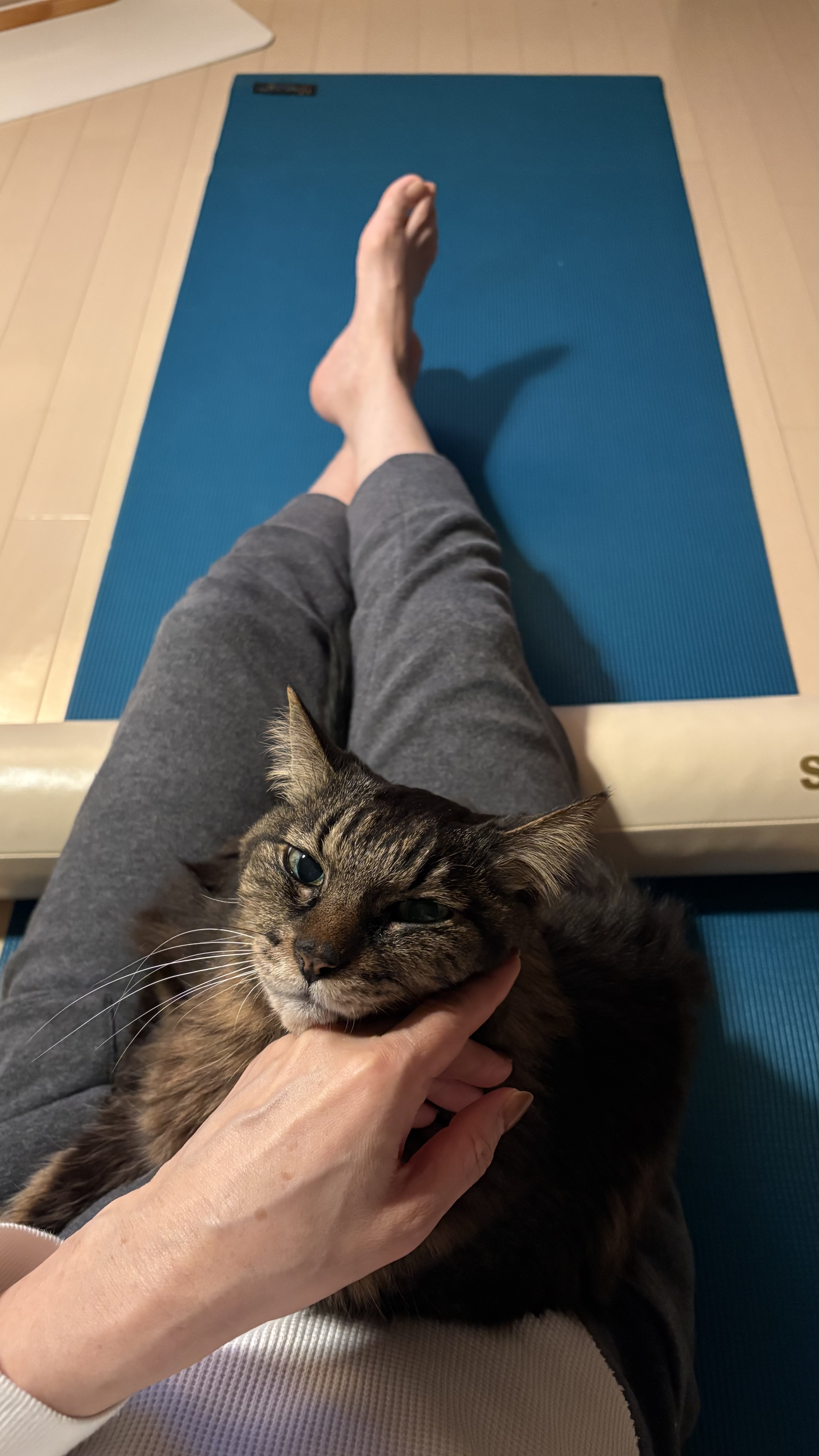 ウチの猫