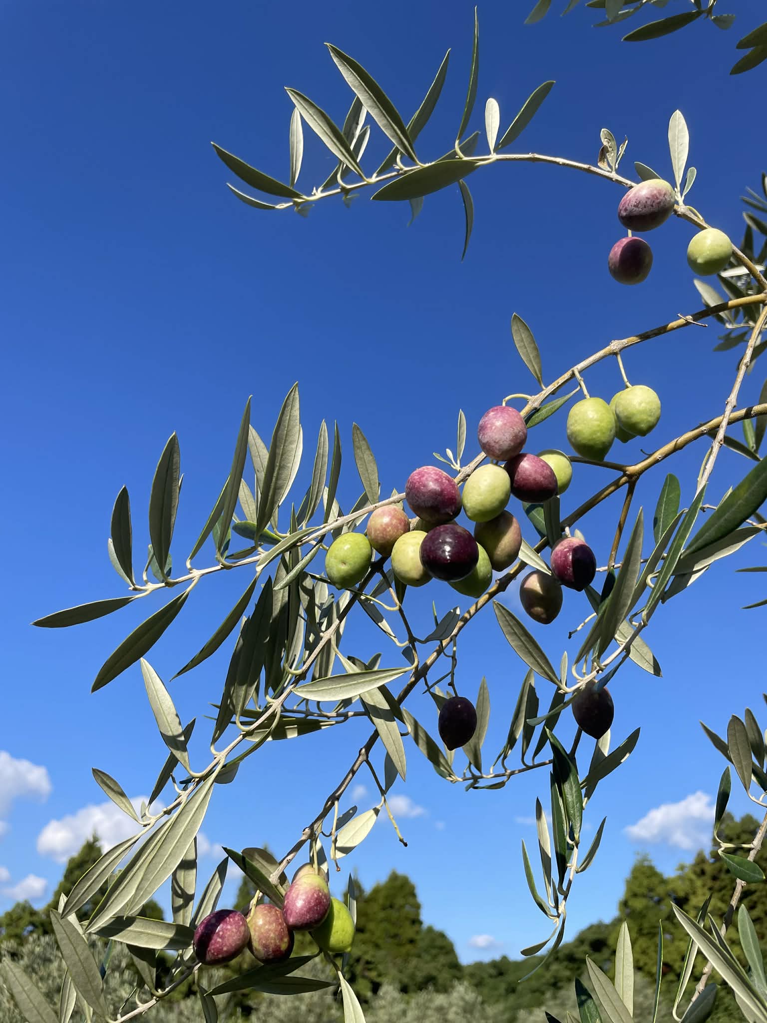 「天草の風土が育てる私たちのオリーブ。家族で大切にしている“栽培のこだわり”」