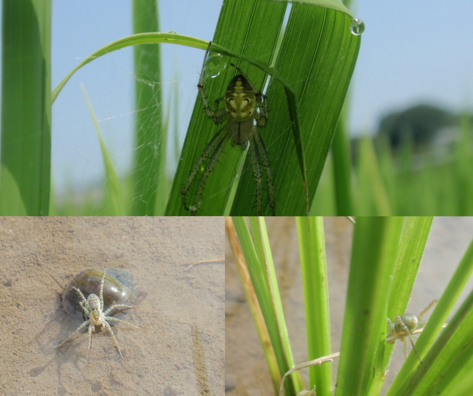 田んぼの生き物