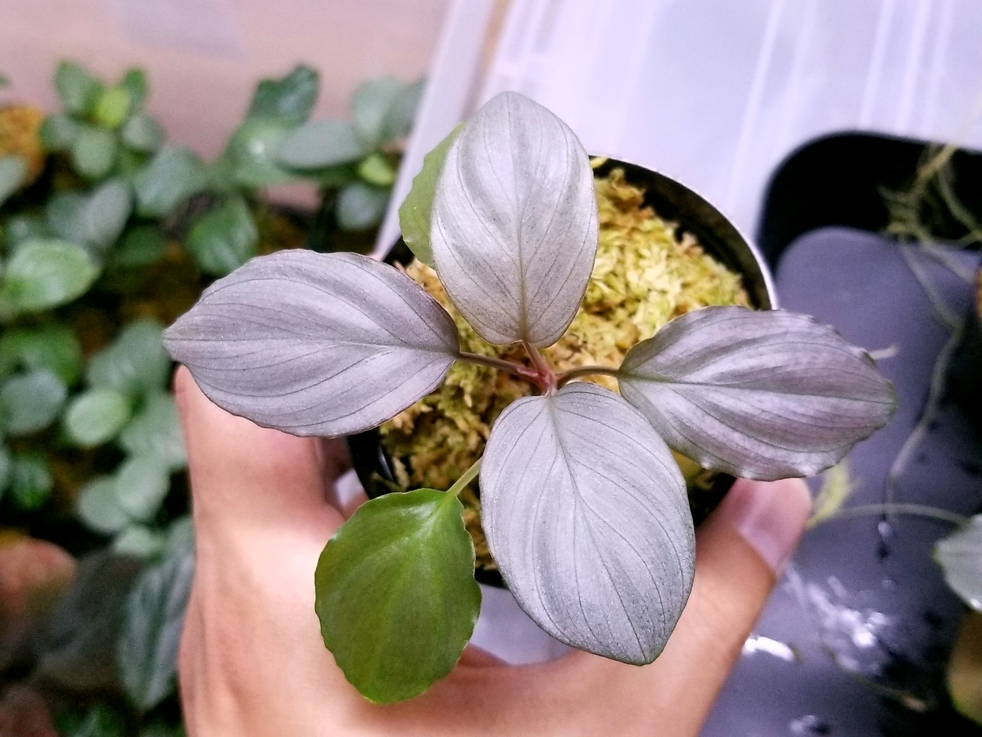 販売している熱帯植物の取り扱いについて