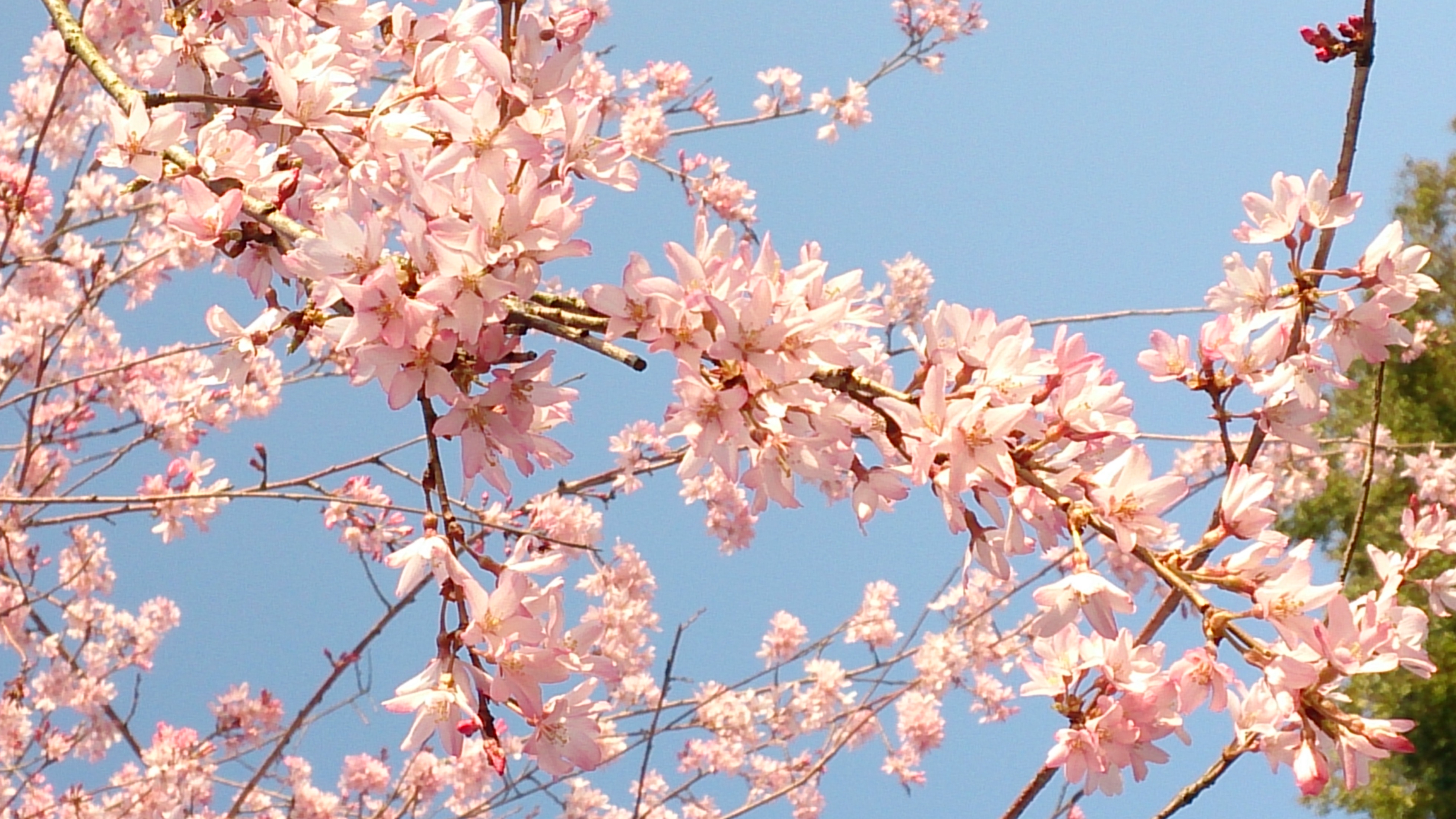 桜🌸シリーズについて