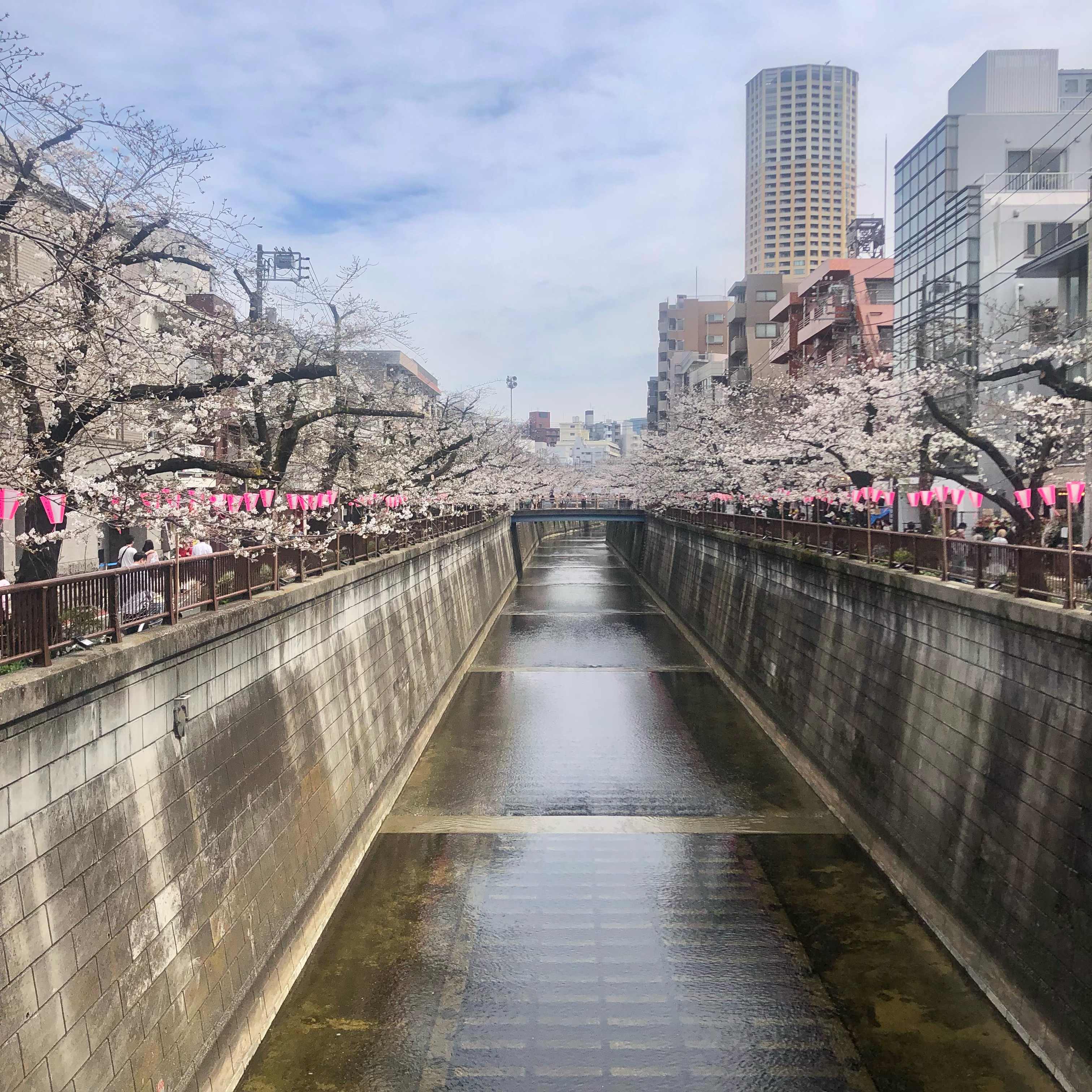 中目黒　桜本番