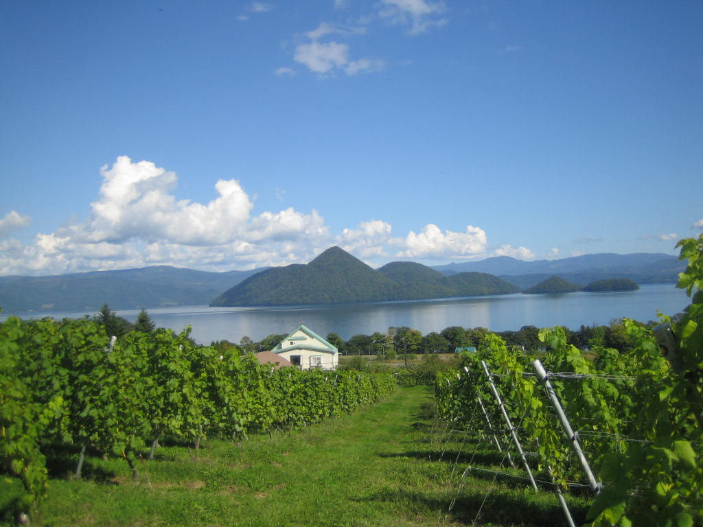北海道でドメーヌの先駆け的存在【洞爺湖町「月浦ワイナリー」】のワイン専用品種🍇