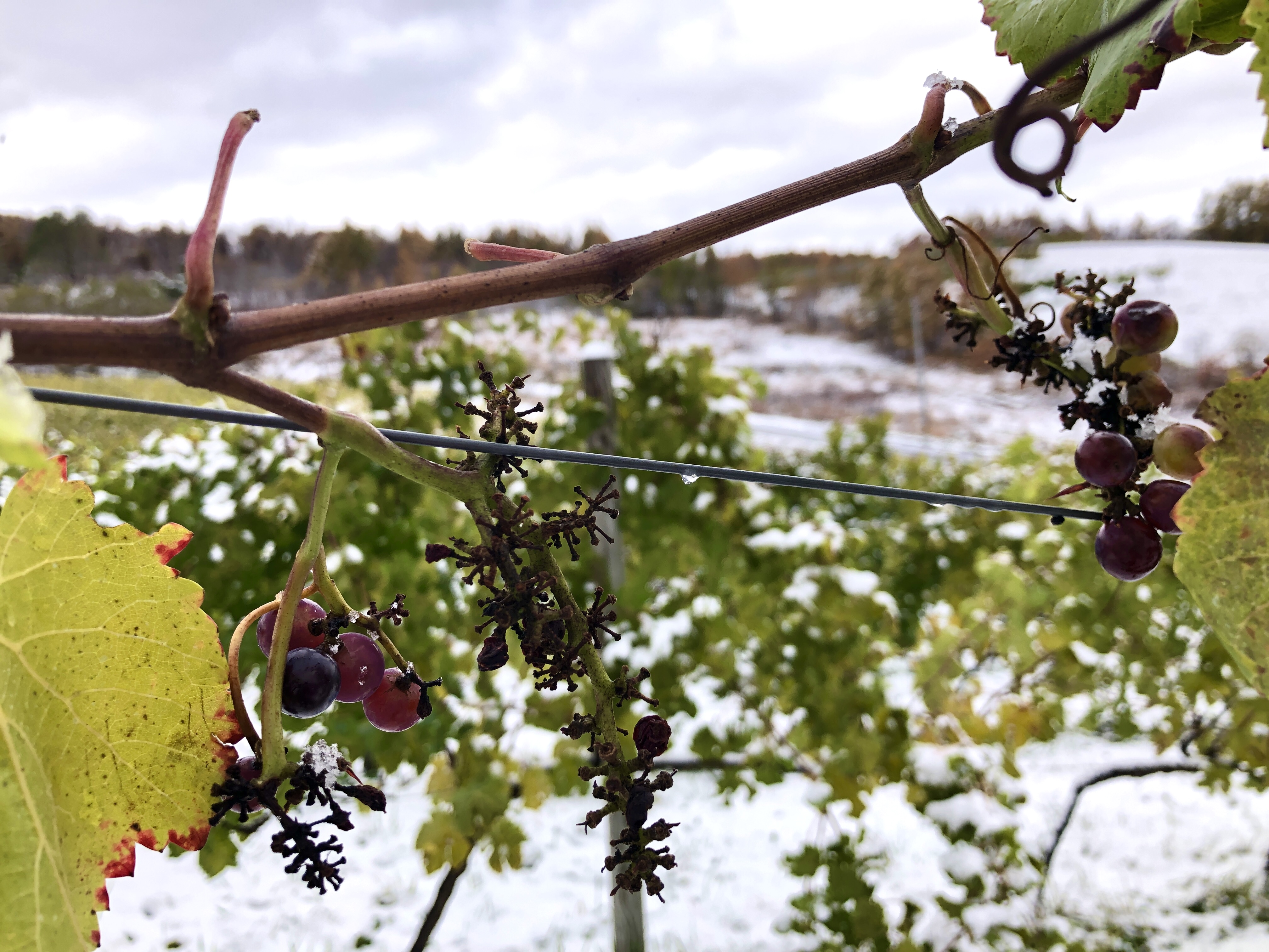 2026🐎本年もどうぞよろしくお願い申し上げます🍇