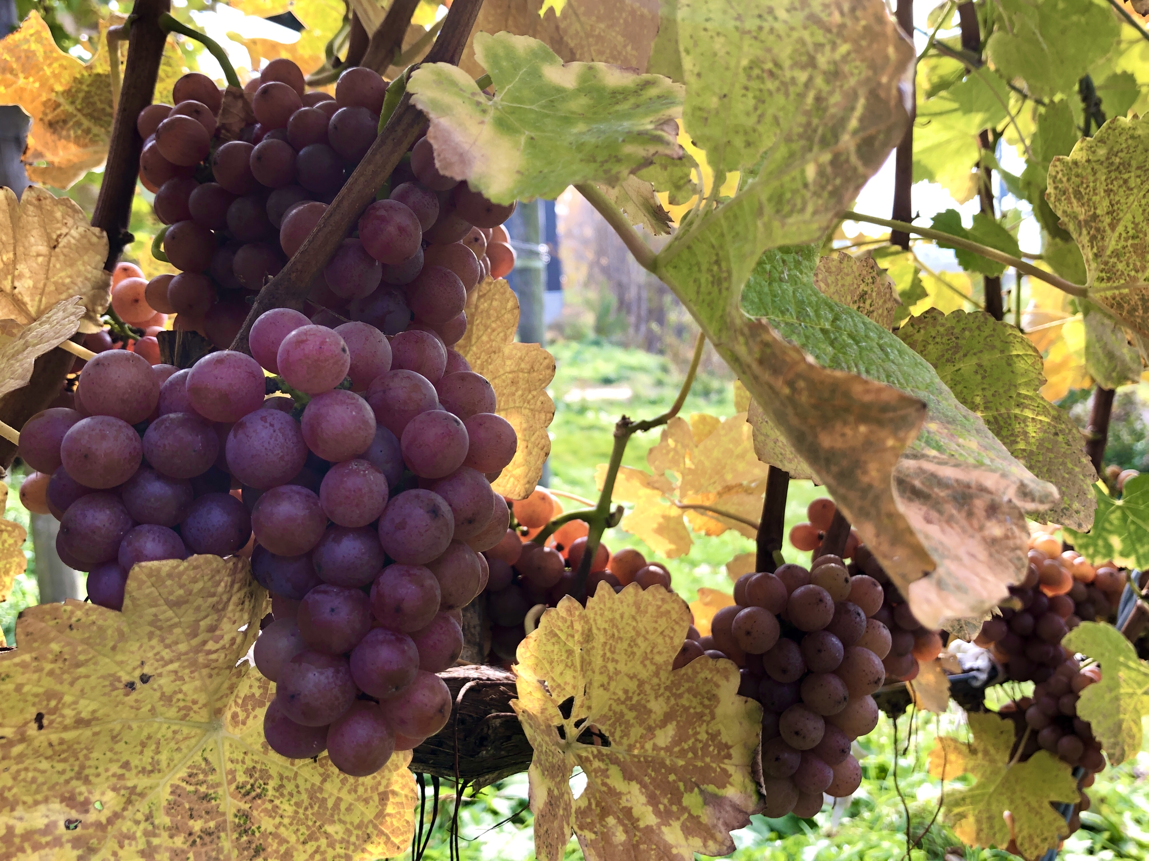 2024年、北海道は過去最高のヴィンテージへ🍇