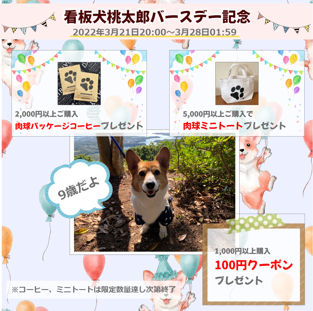 看板犬コーギー桃太郎バースデイ記念イベント開催中！