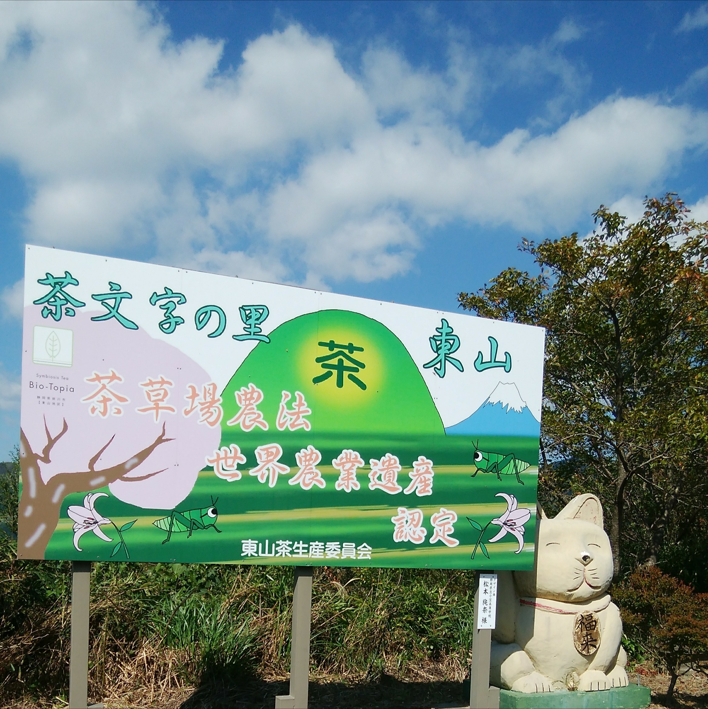 今日は秋のお茶の収穫の絶好の快晴です！突然現れる招き猫