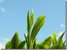 今年も無事にお茶を摘むことができました。
