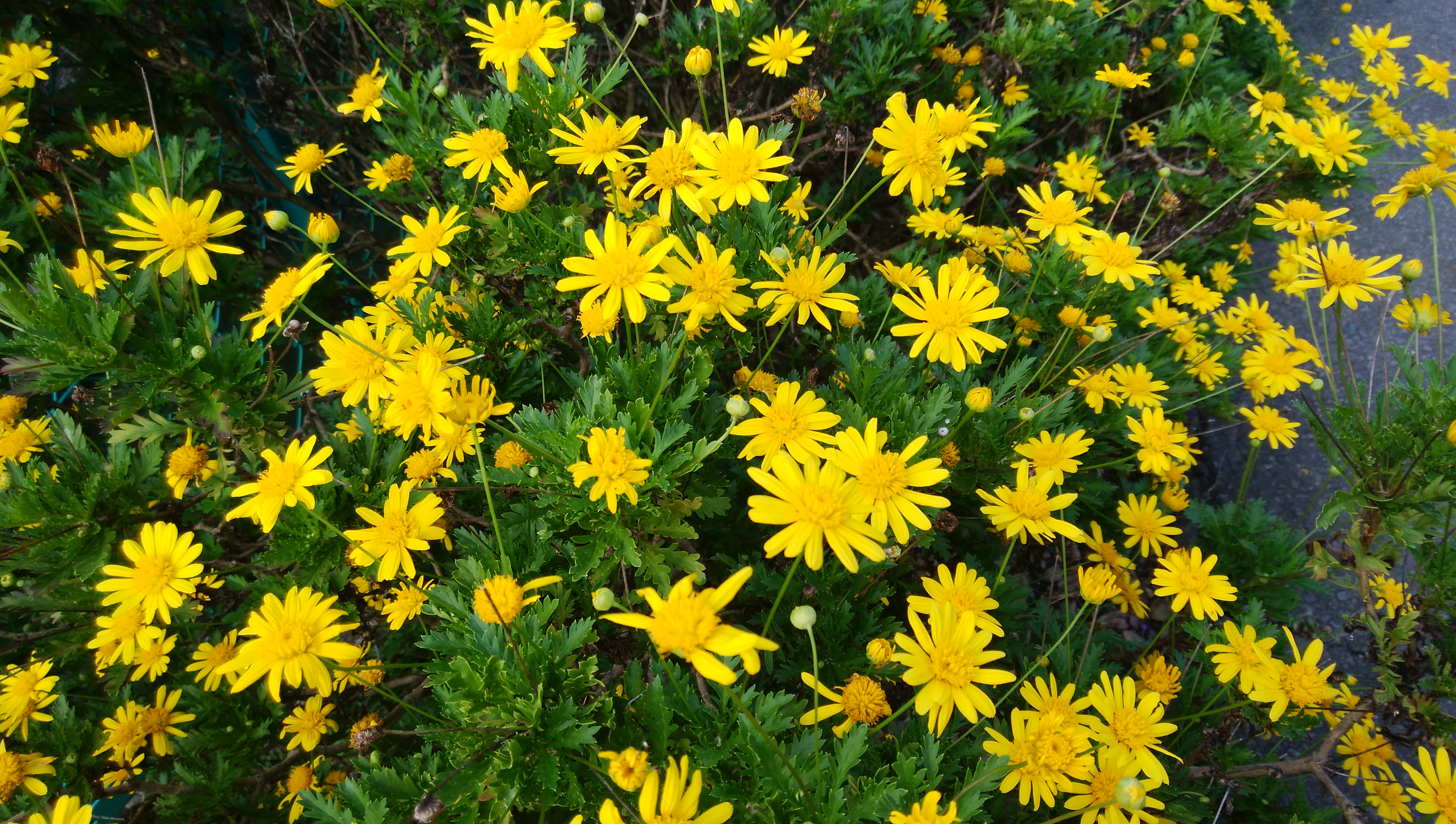 季節の花