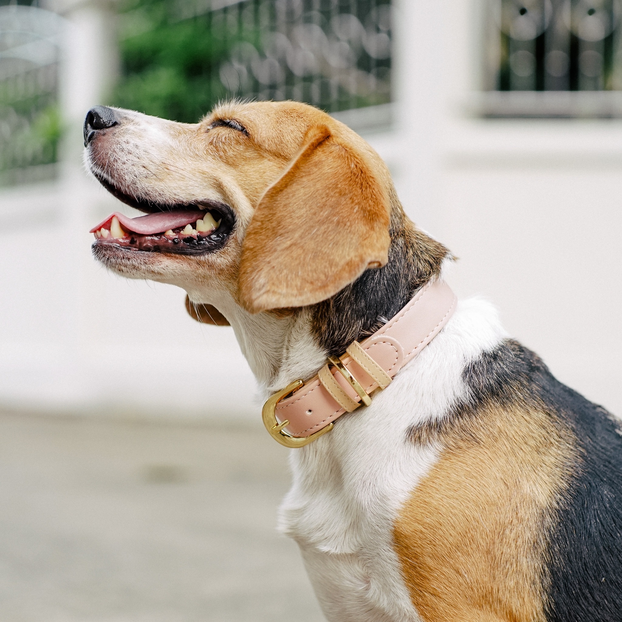 日本初上陸 バンコク発のハンドメイド首輪 リードブランド Avocadog 犬猫用首輪 リード専門店