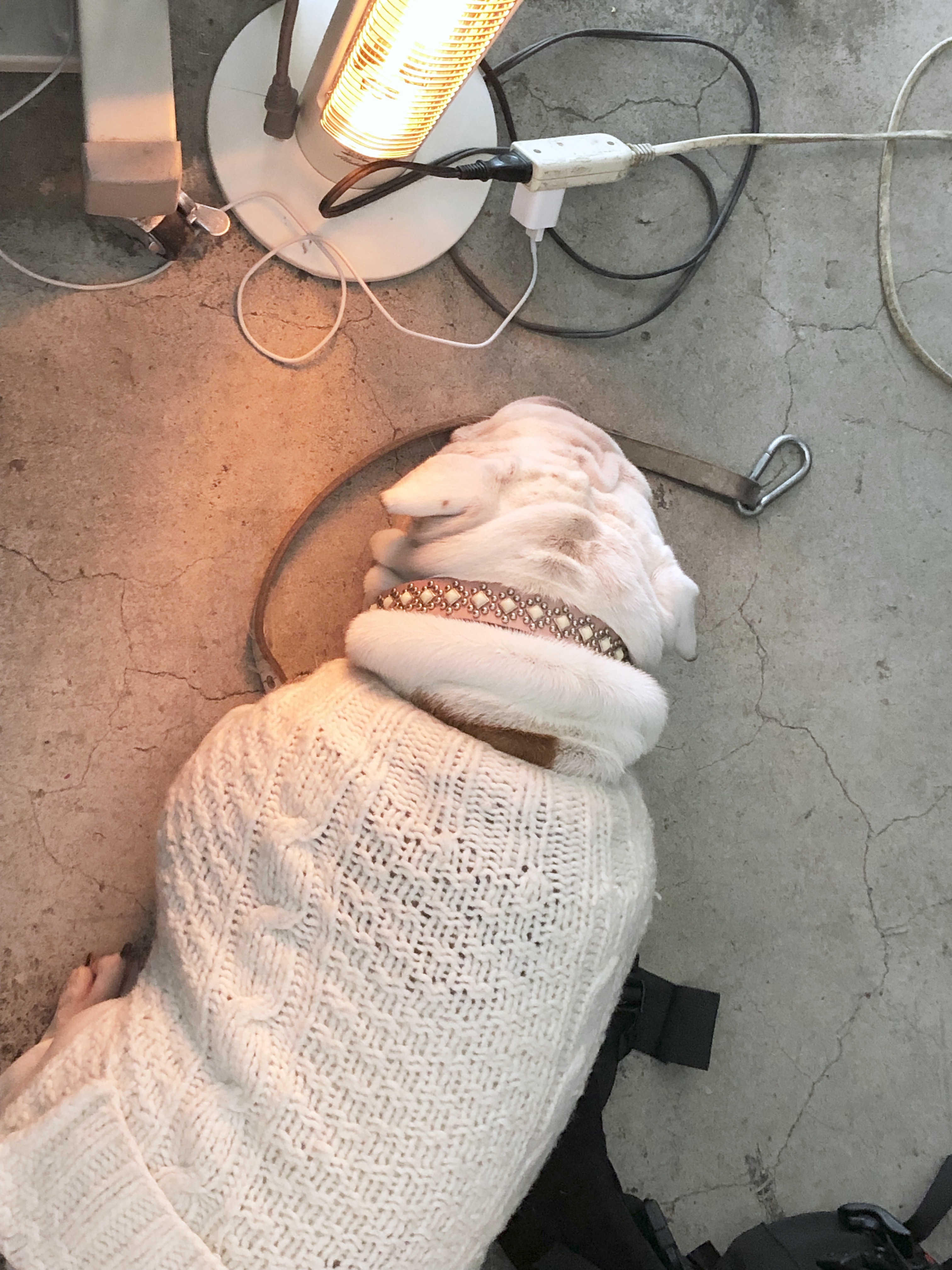 本日のまぼん