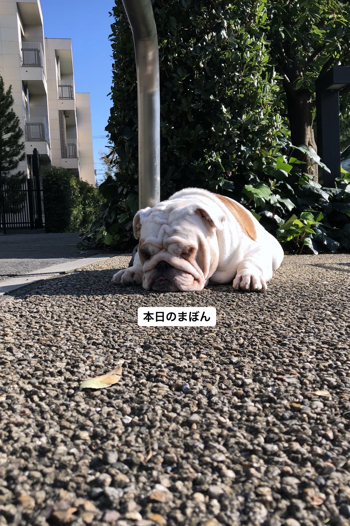 本日のまぼん