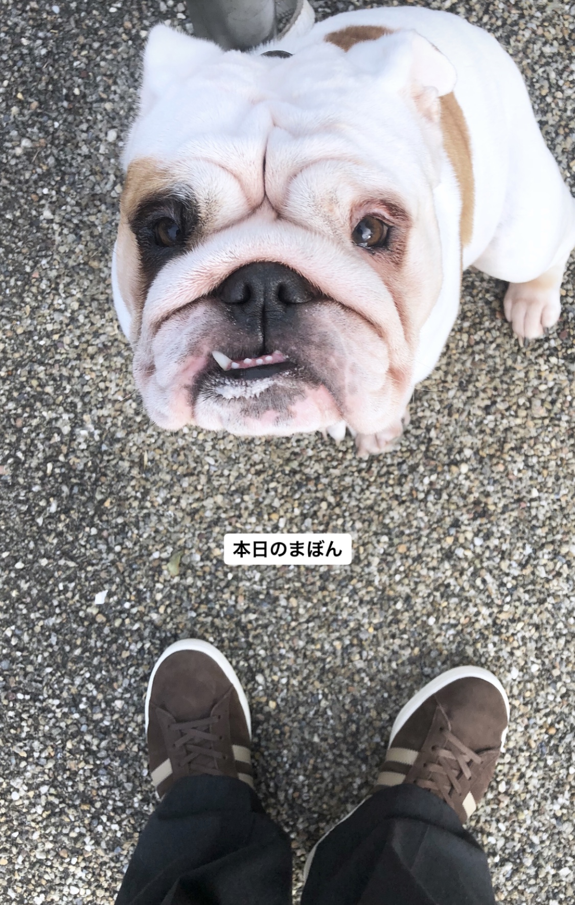 本日のまぼん