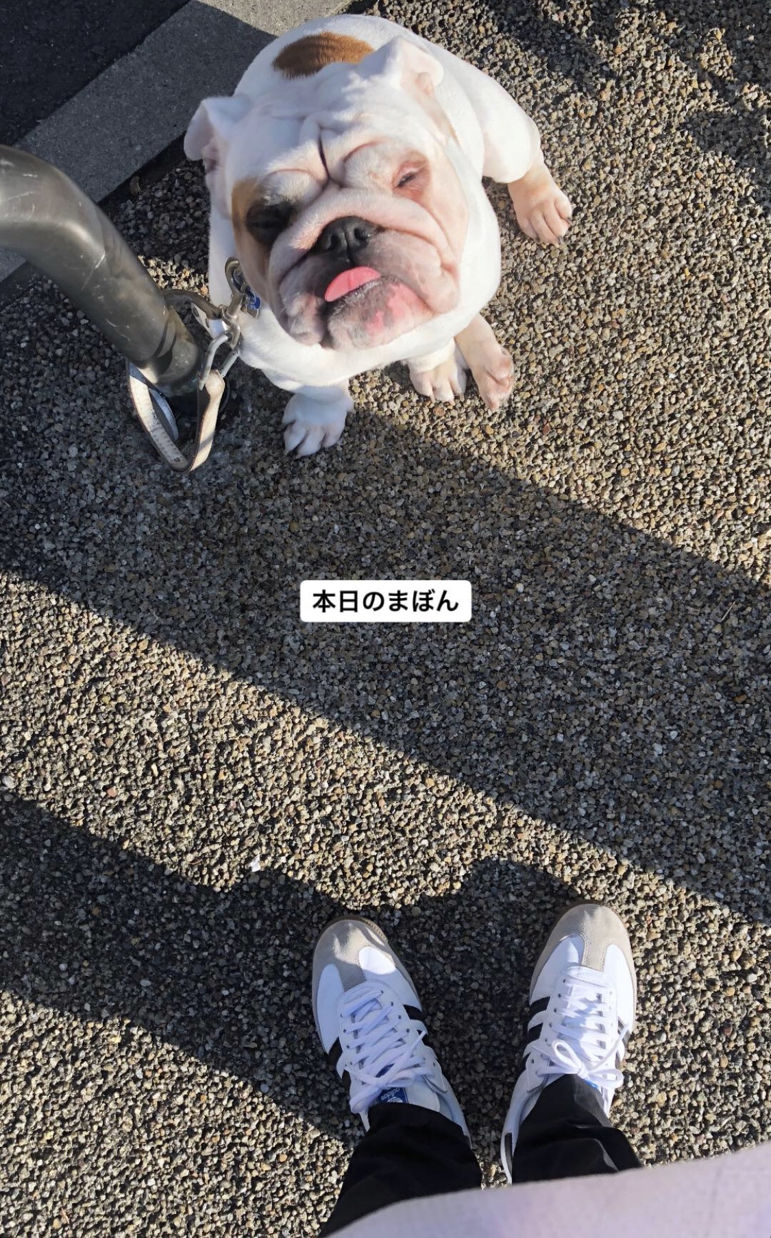 本日のまぼん