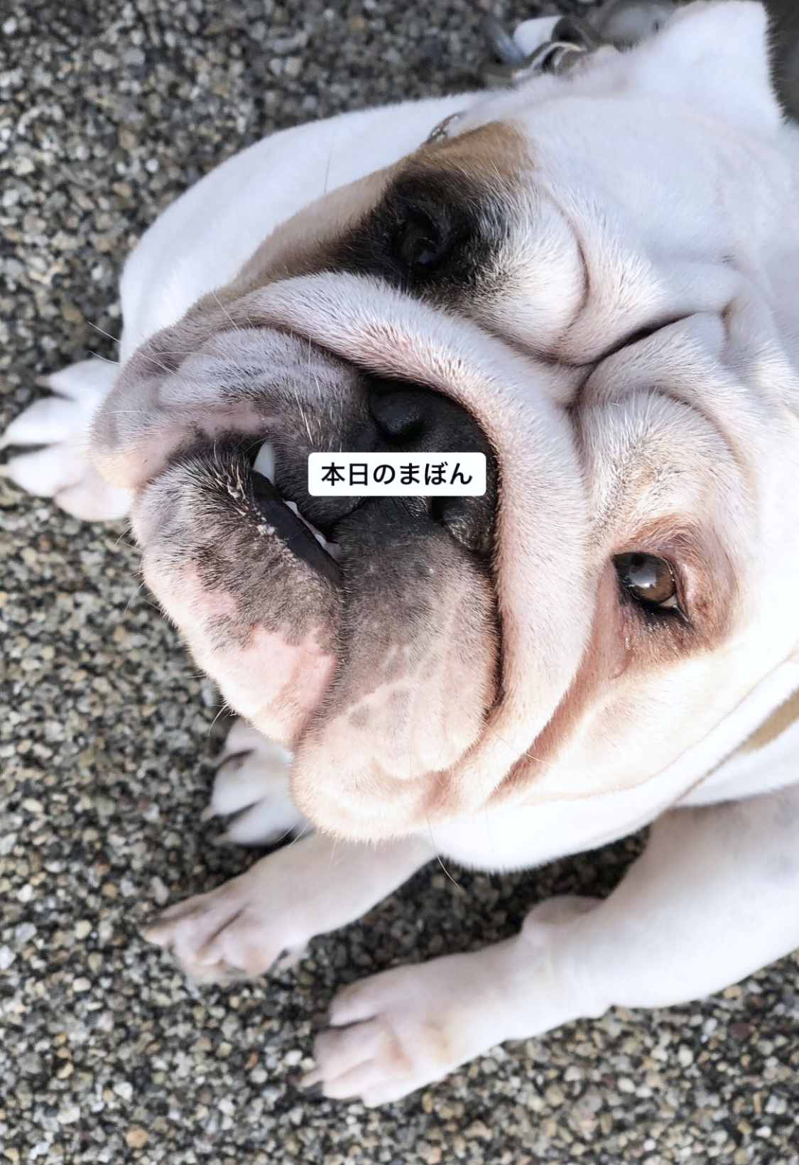 本日のまぼん