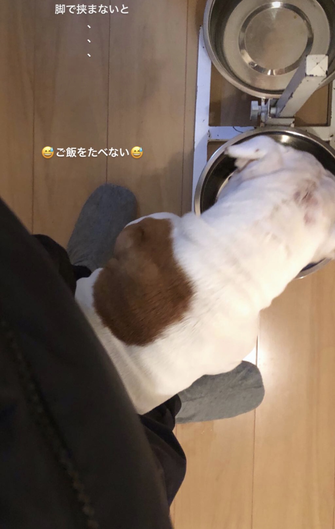 本日のまぼん