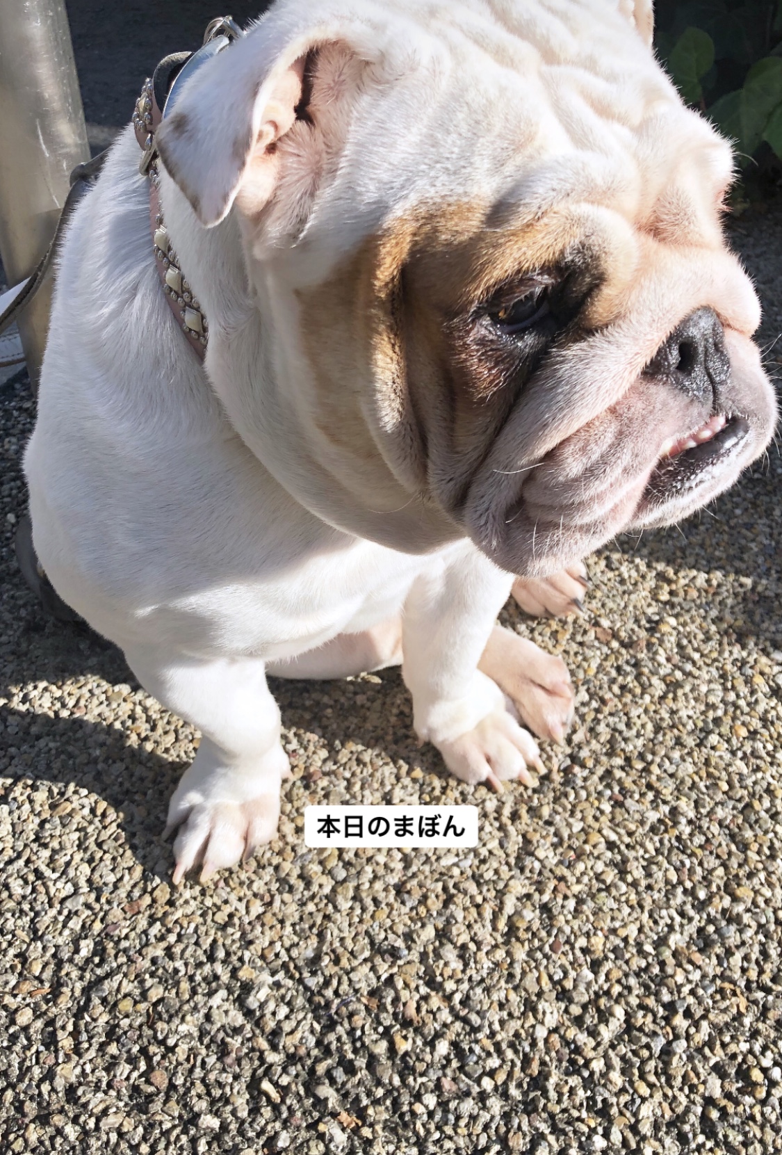 本日のまぼん