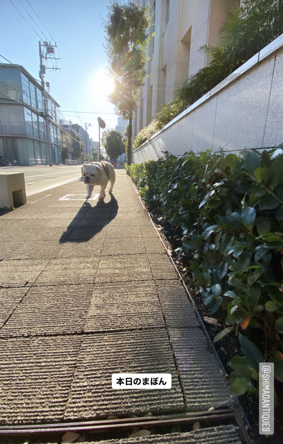 本日のまぼん