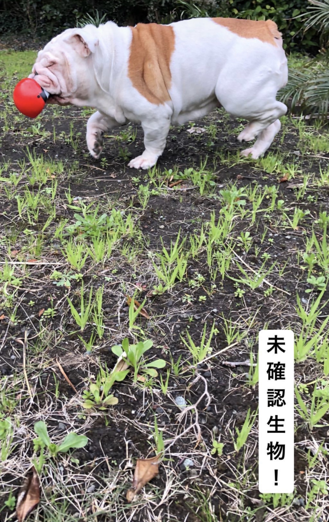 本日のまぼん