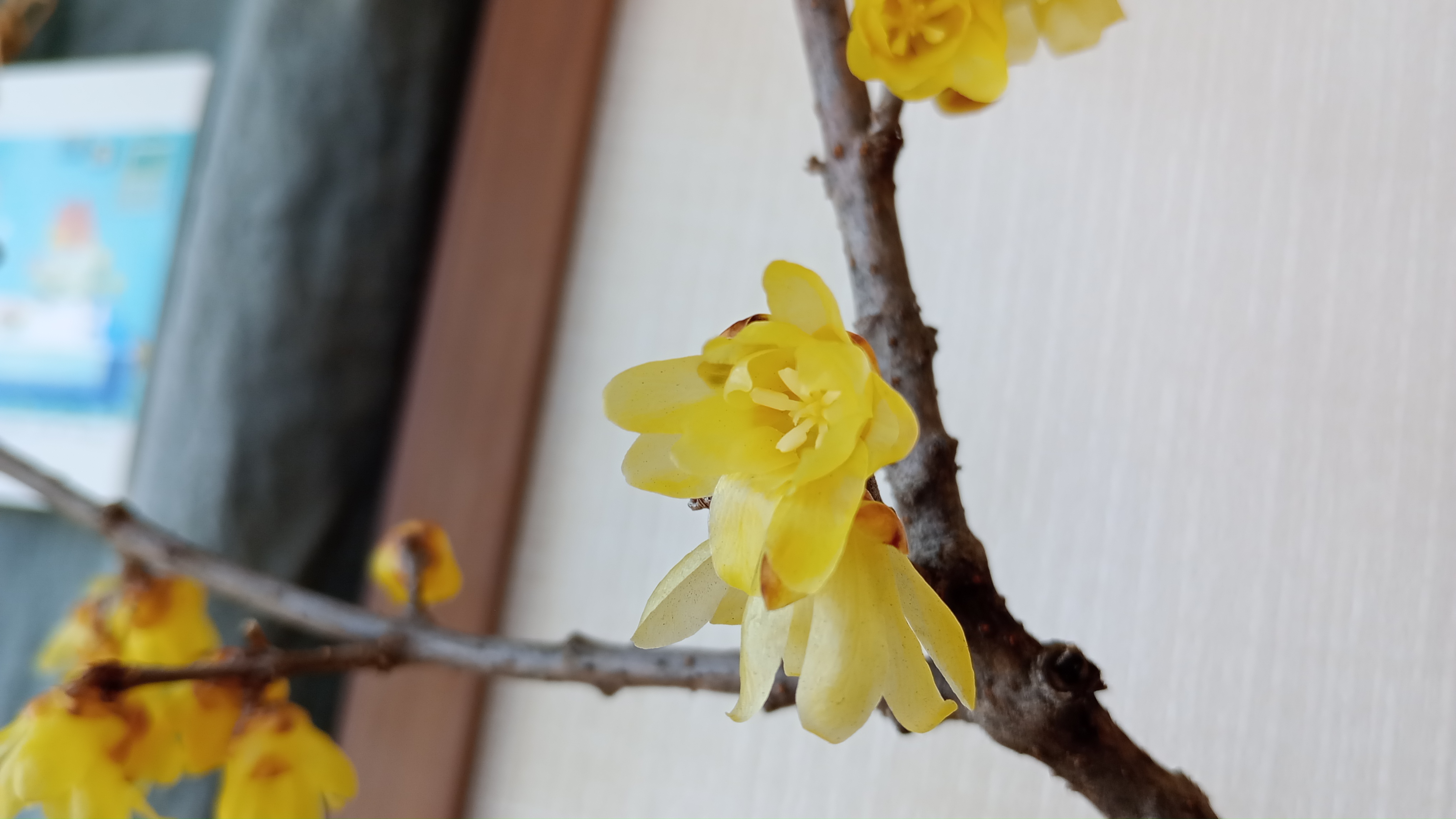 けをゆふ＃2「蝋梅な日々」