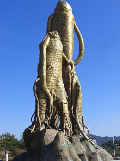 高麗人参の『錦山』は感染者なし！