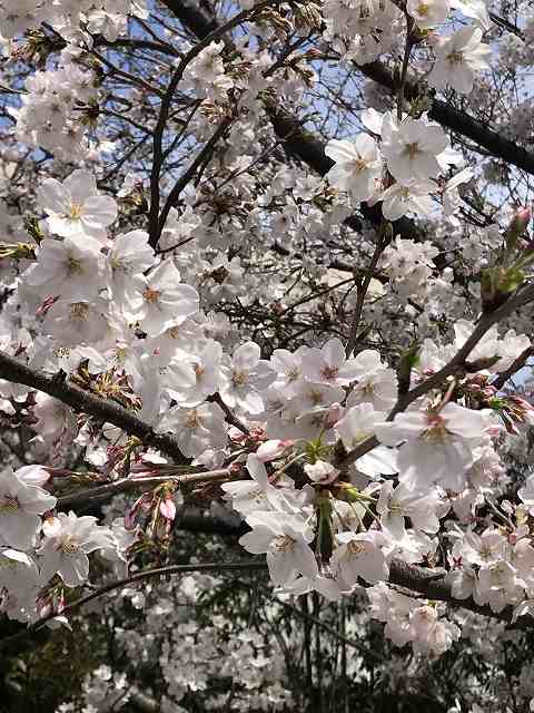 癒しの桜