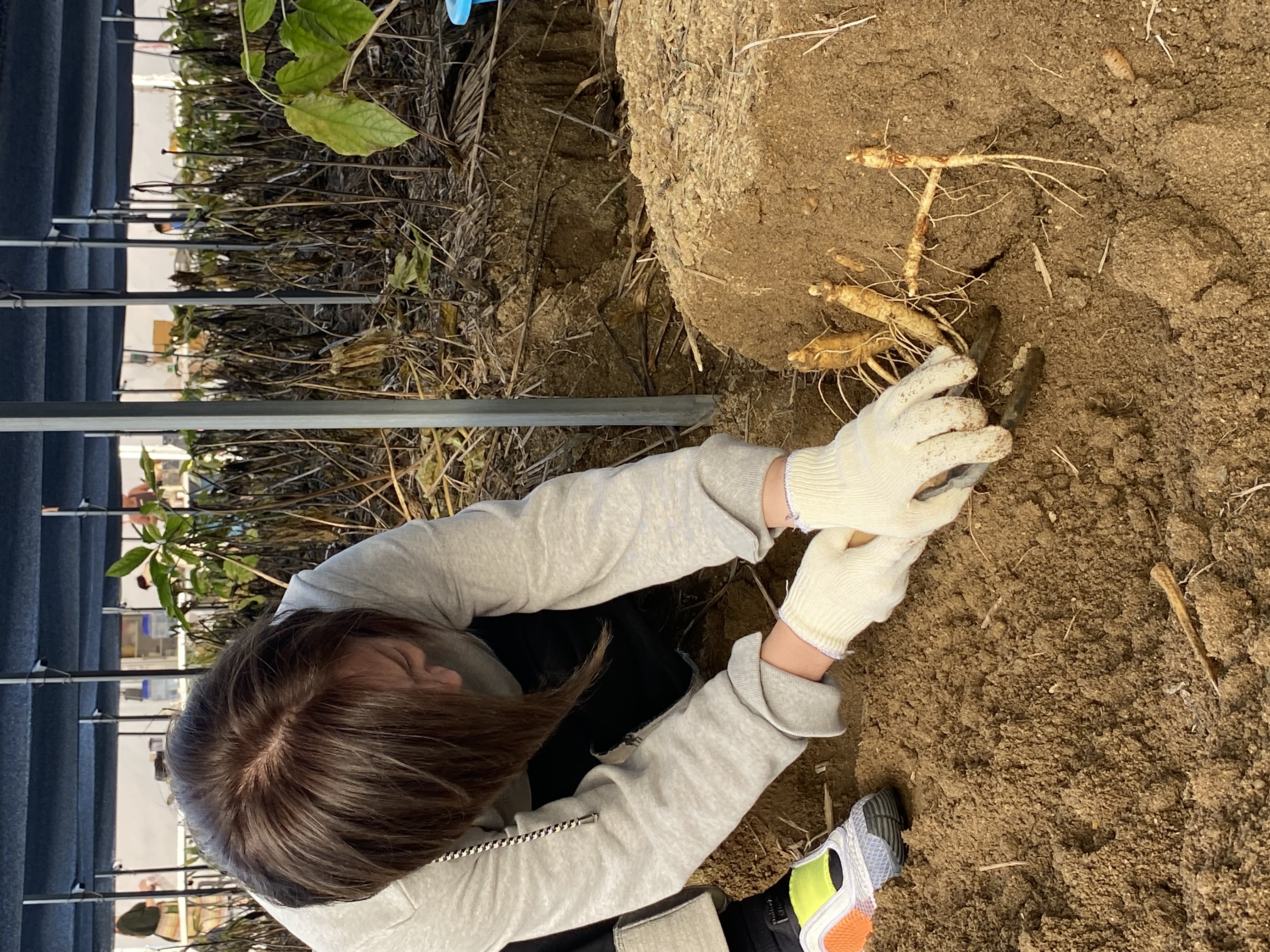 高麗人参堀りを楽しむ！