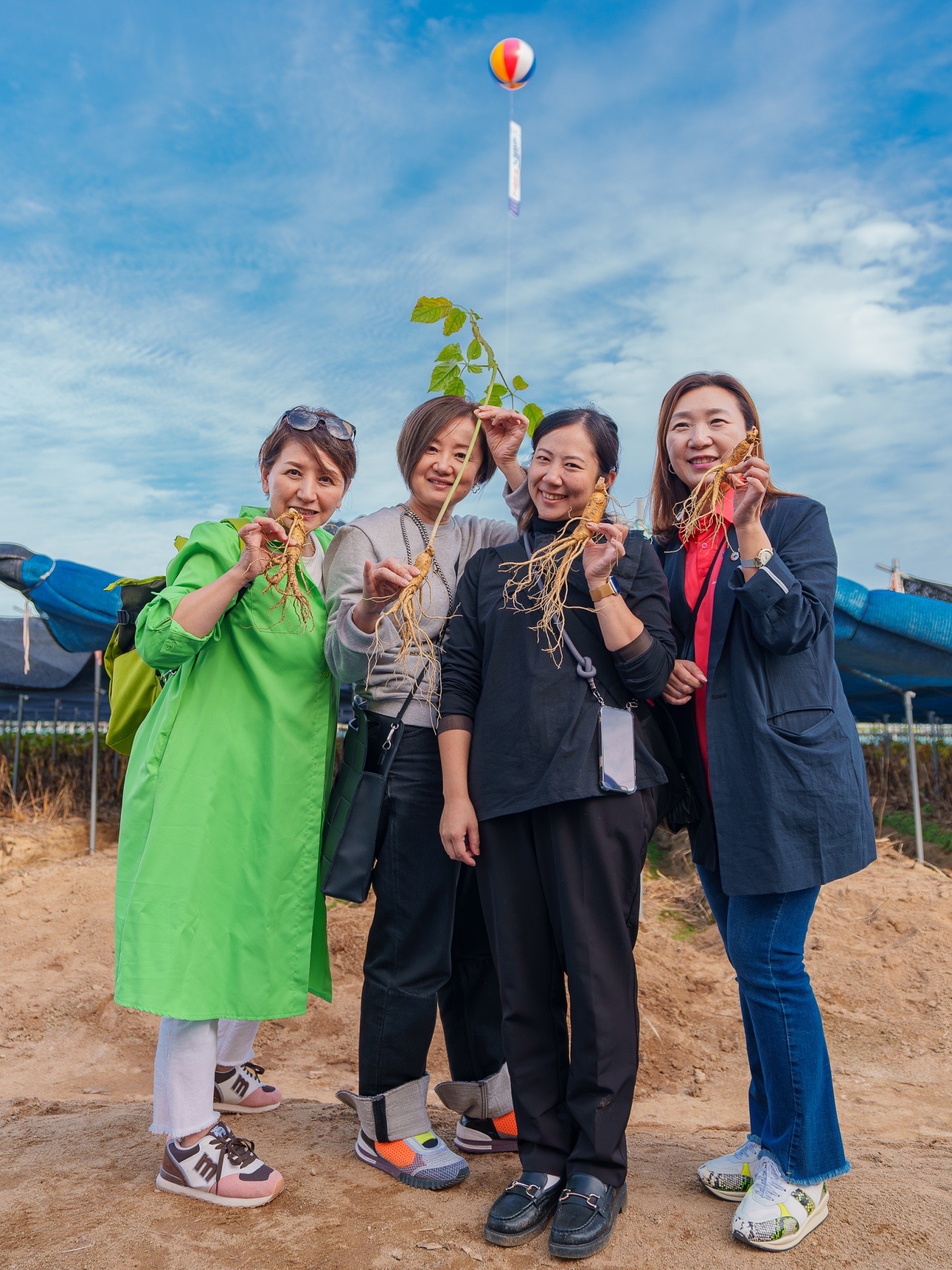 韓国錦山で【高麗人参掘り】
