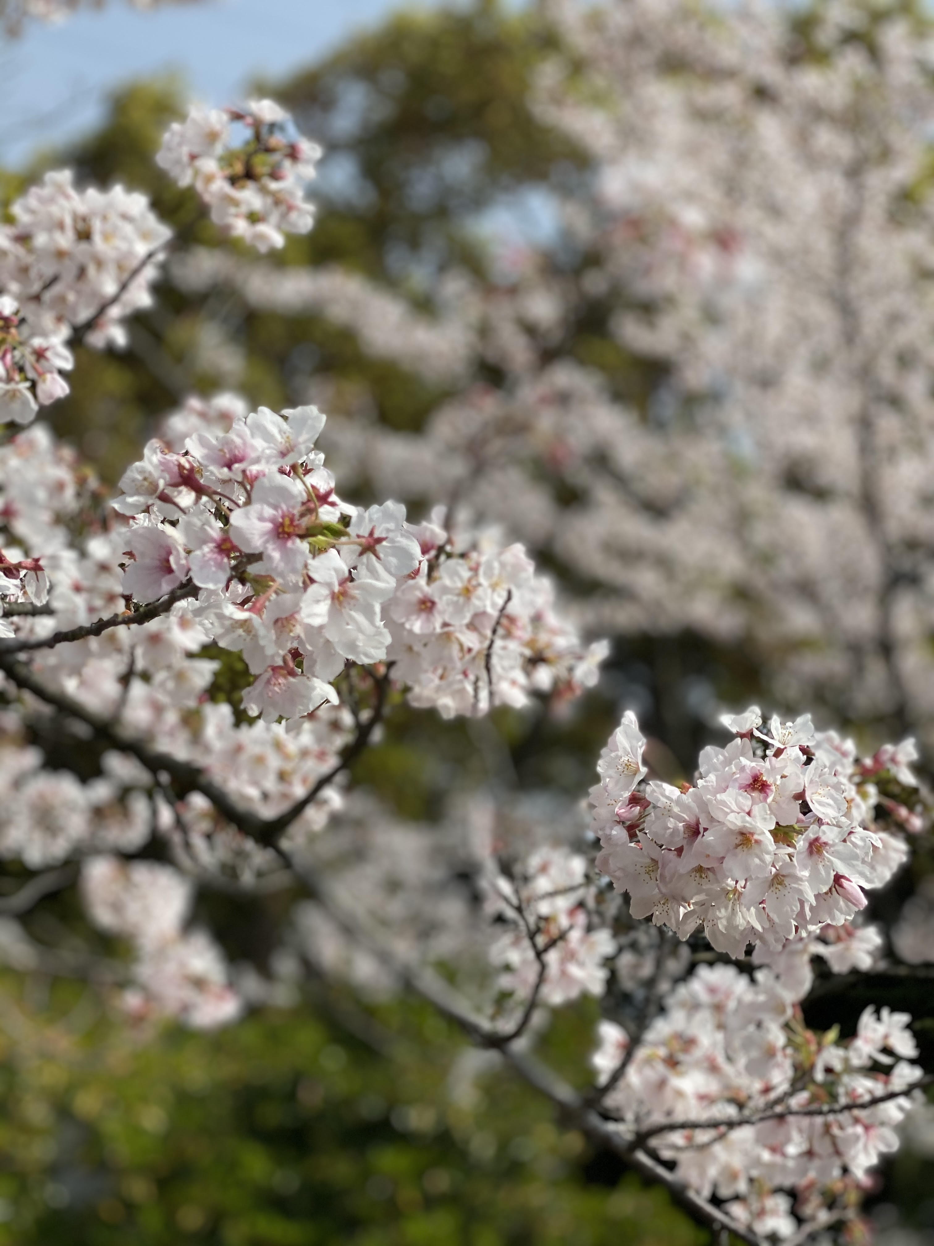 桜