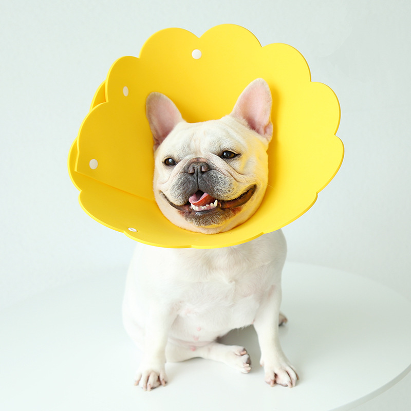 ★犬猫兼用・エリザベスカラー★