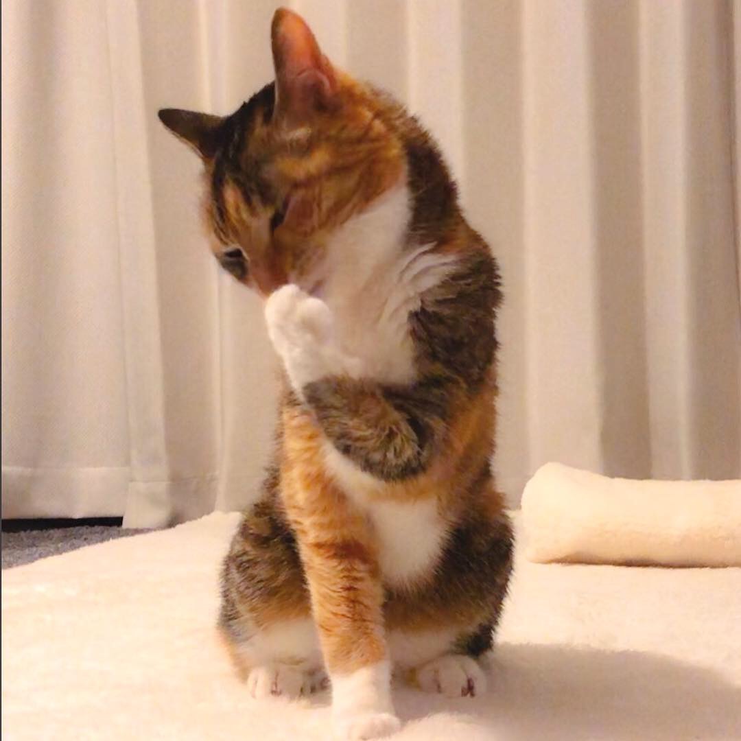 紅まどんな