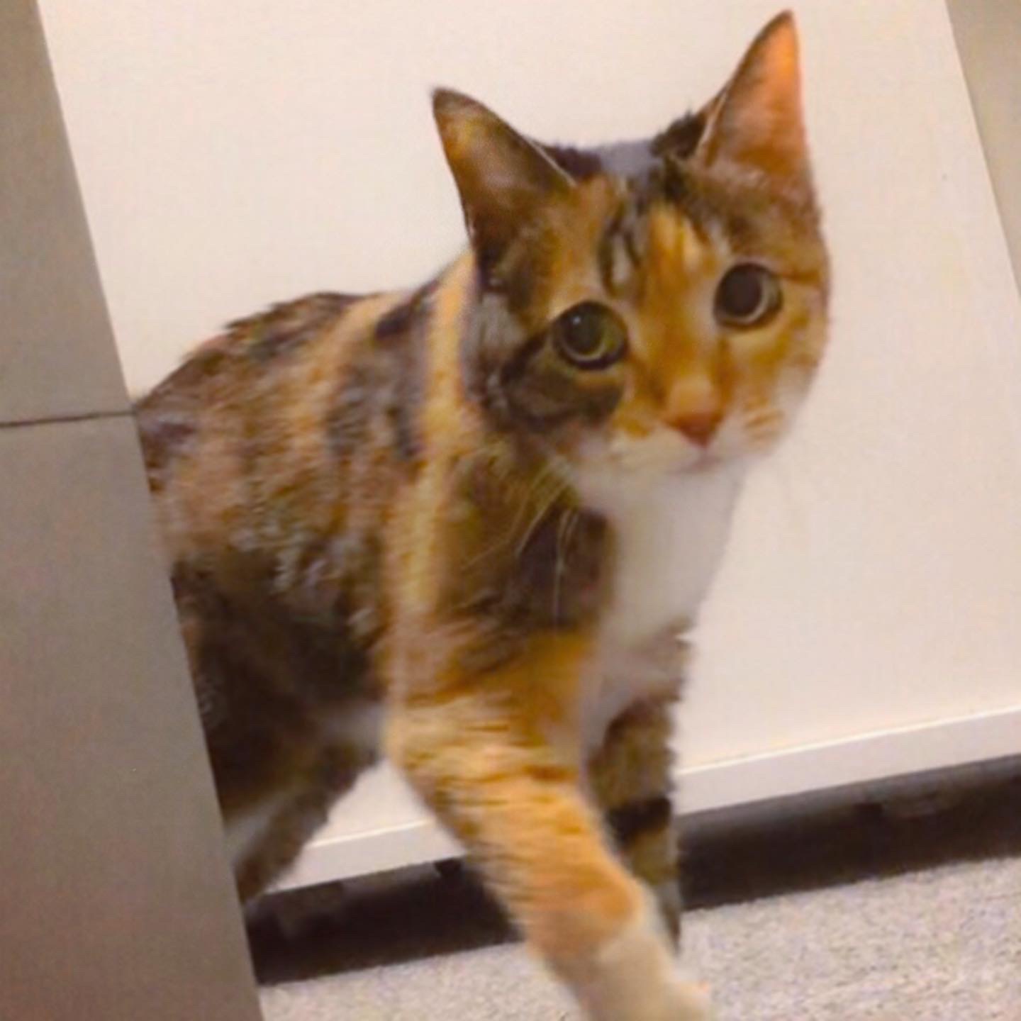 今朝のお庭