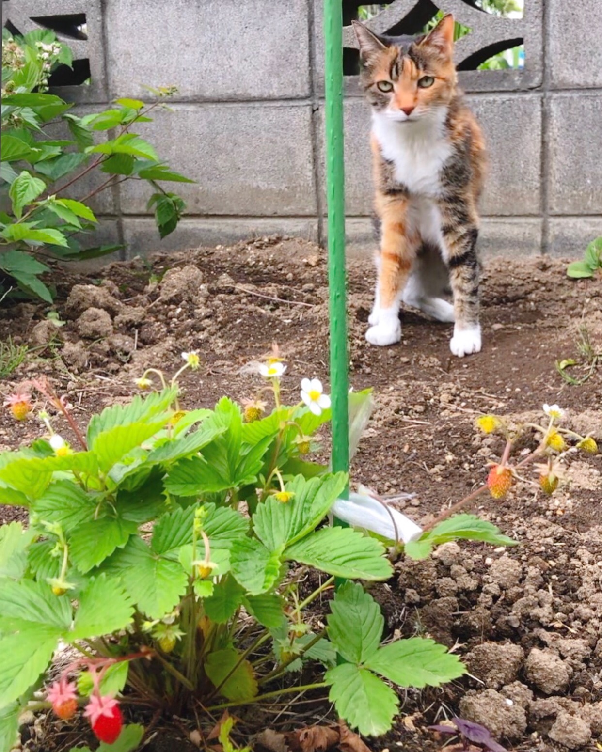 ワイルドストロベリー