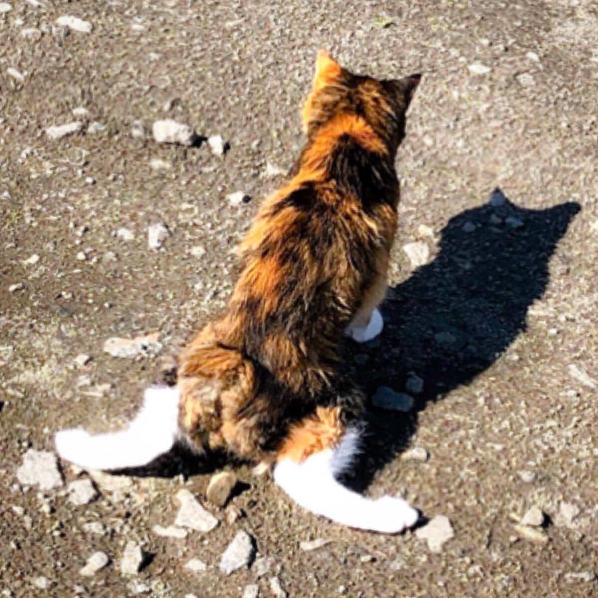 オオアマナ