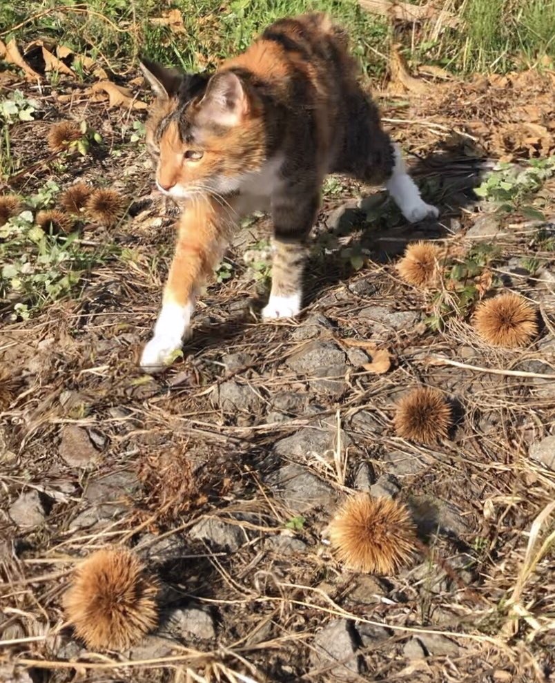 栗