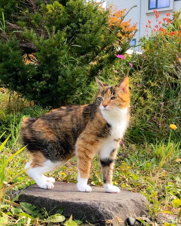 ミョウガ