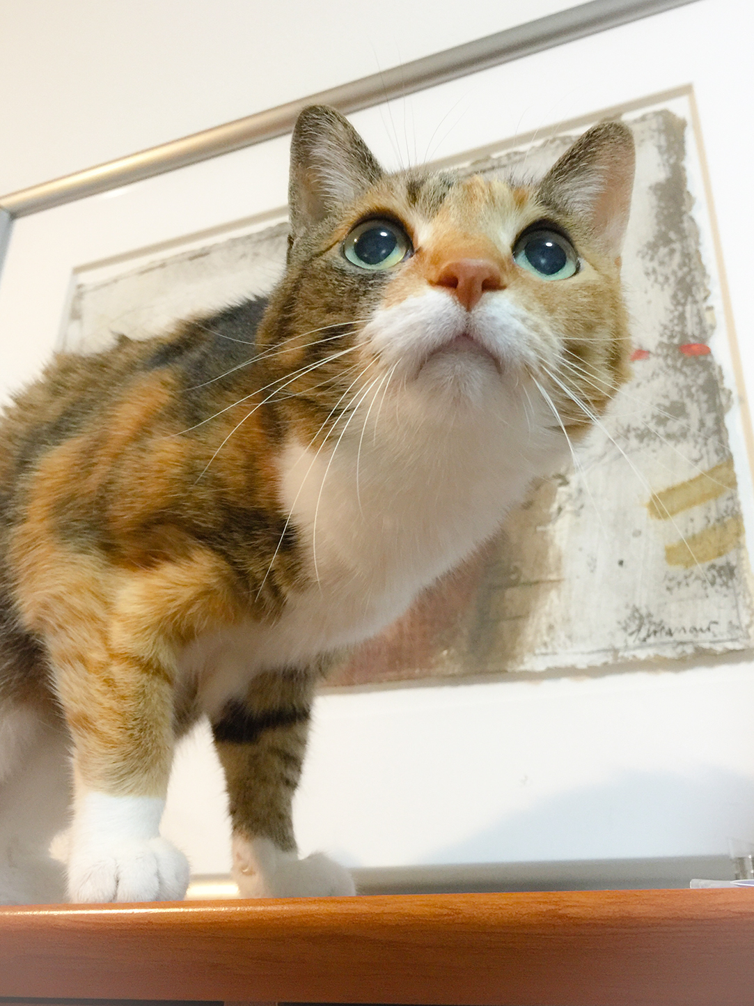 大好きな猫の雑貨やアクセサリーを集めてお届けしています