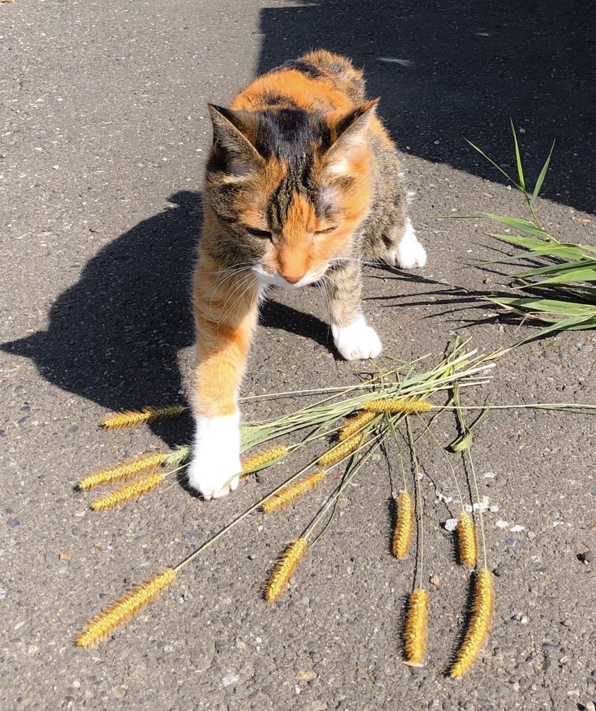猫じゃらし占い