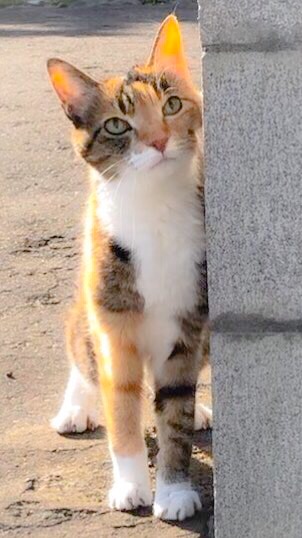 贈り物