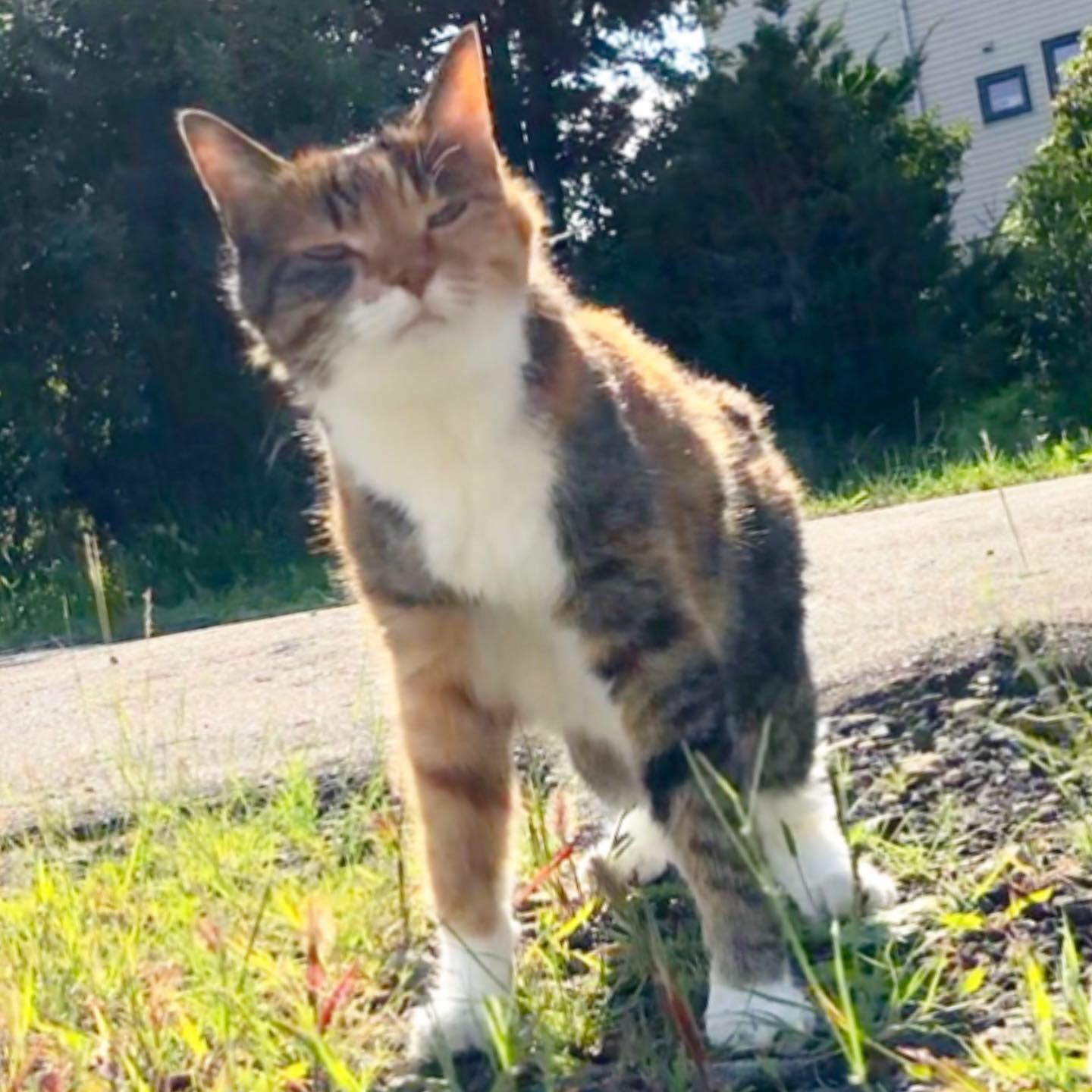 秋