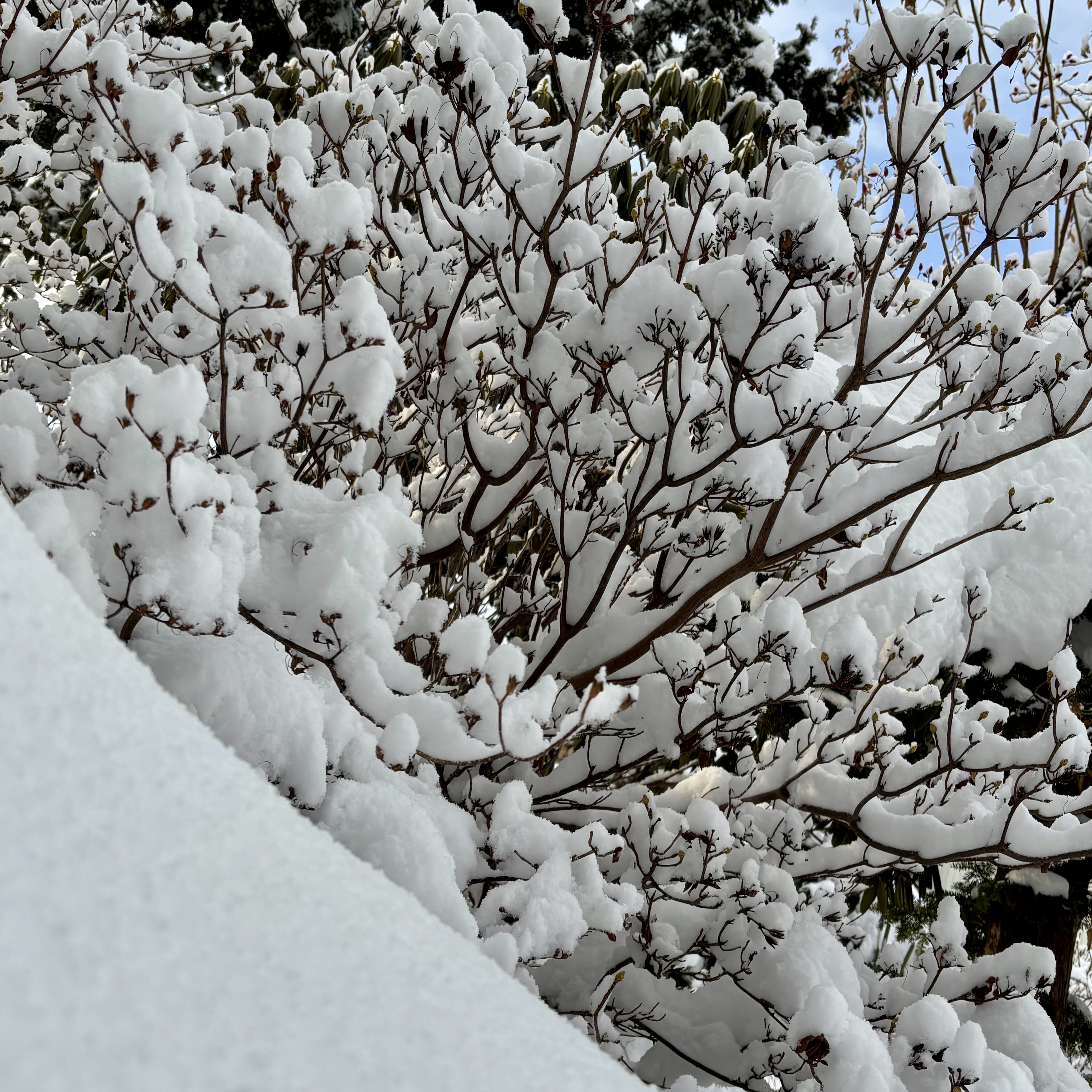 雪景色